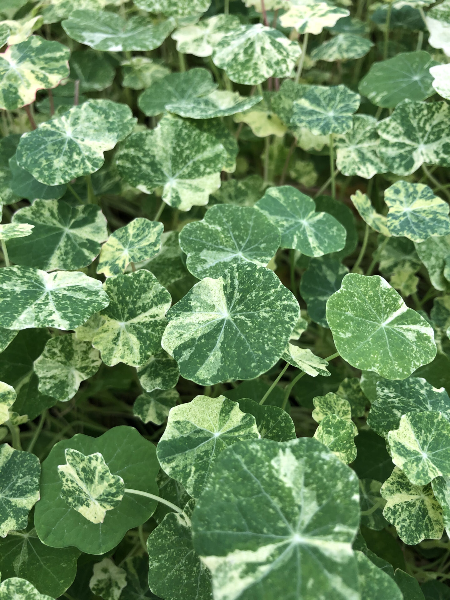 Nasturtium Edible Leaves Nurtured in Norfolk