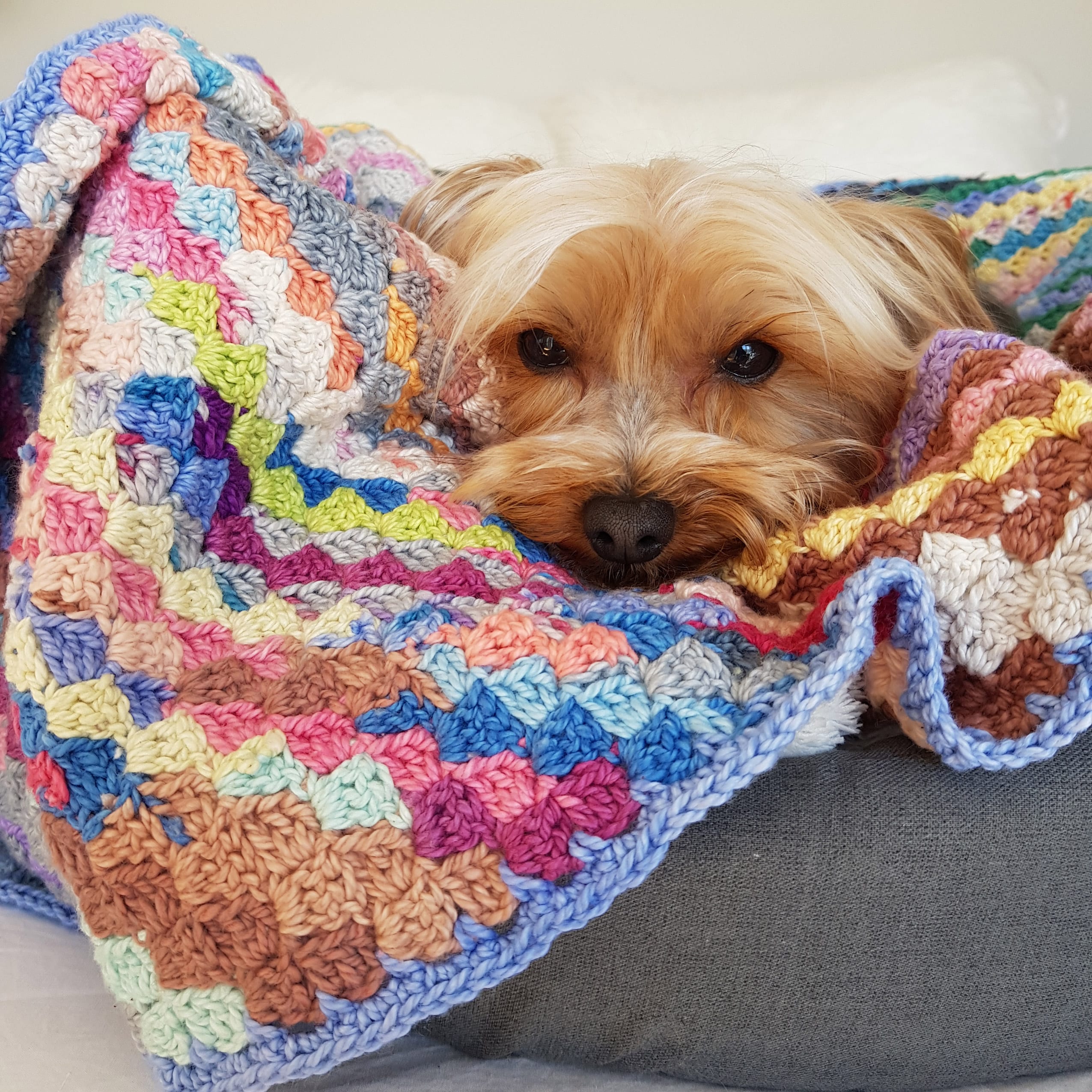 The Snappy Scrappy Doggy Blanket Nurturing Fibres