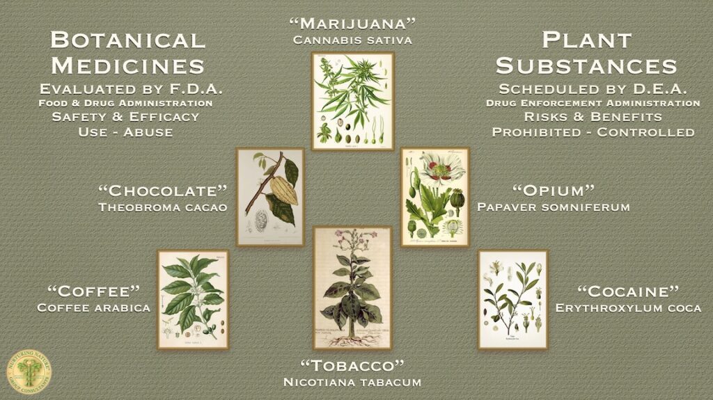What Plants Are Used As Drugs at Hellen Cortez blog