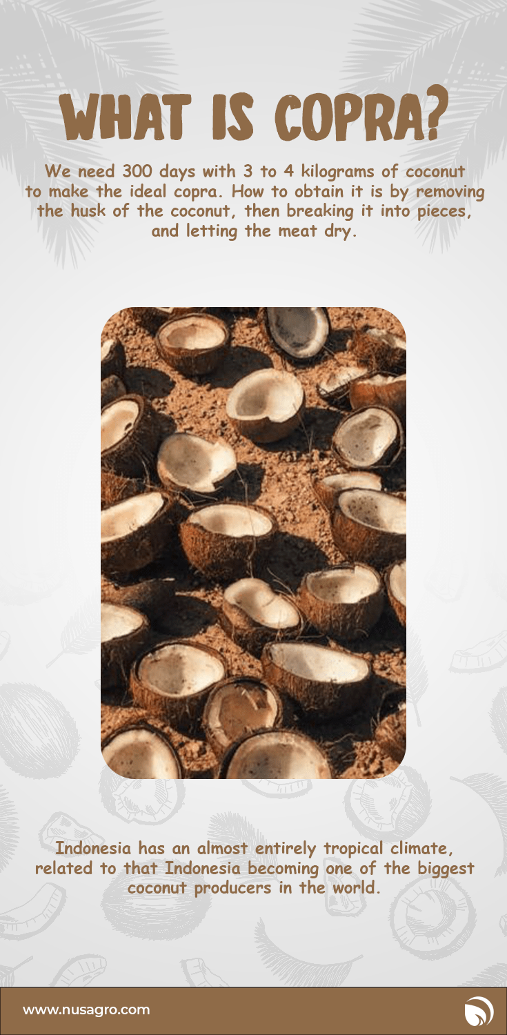 What is Copra? Get to Know Copra in Indonesia Nusagro
