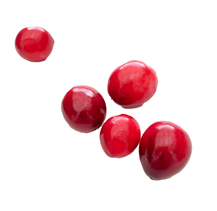 Cranberry & Macadamia Nutaria