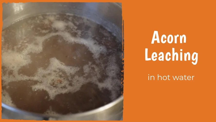 How to Leach Acorns in Hot Water Nut Geeks