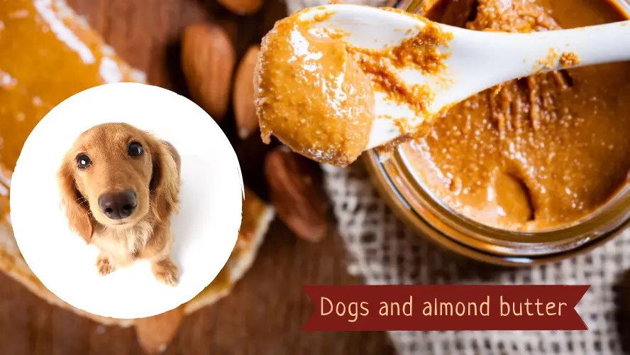 Can Butter Cause Pancreatitis In Dogs