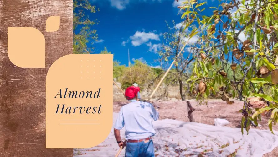 How Are Almonds Harvested? Nut Geeks