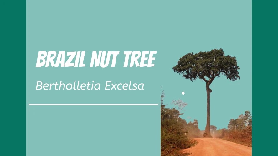 The Fascinating Brazil Nut Tree Nut Geeks