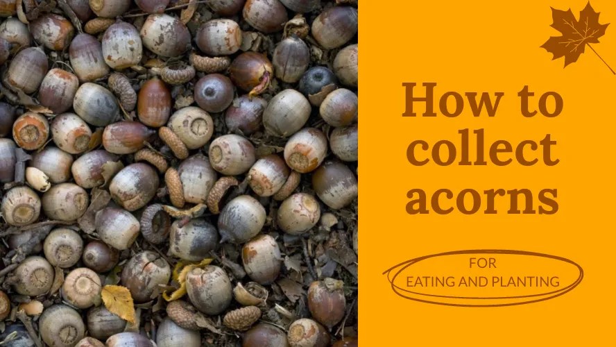 How to Collect Acorns? Nut Geeks