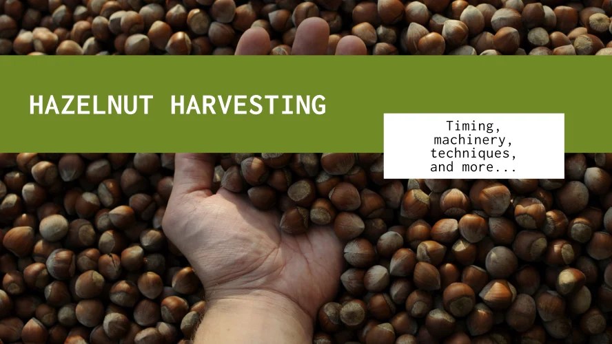 How are Hazelnuts Harvested Commercially? Nut Geeks