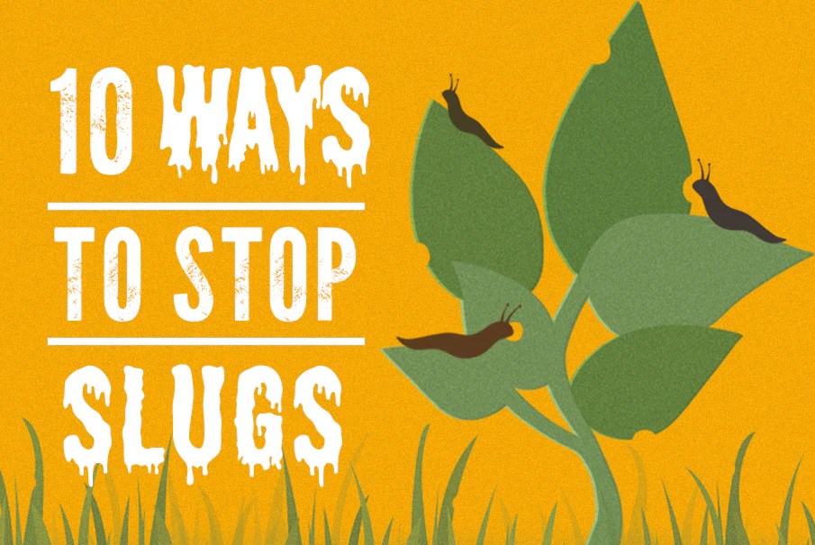 10 Ways to Stop Slugs Eating Your Plants Nutley's Kitchen Gardens