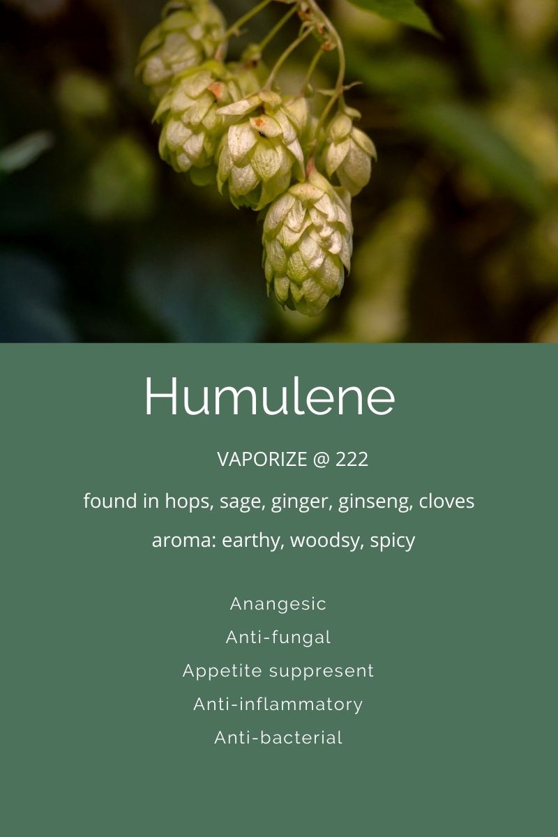 Terpenes A Closer Look at Humulene Nutmeg Disrupted