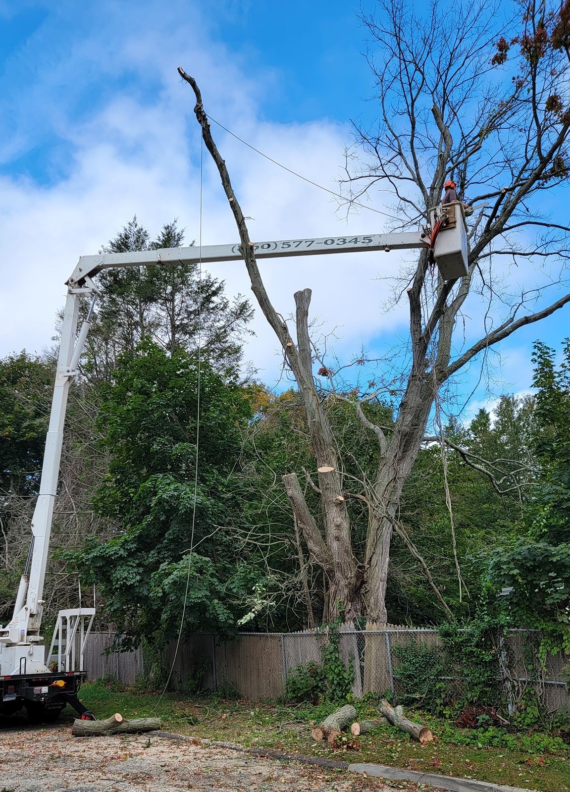 Tree Cabling and Bracing Middletown, CT Nutmeg Tree