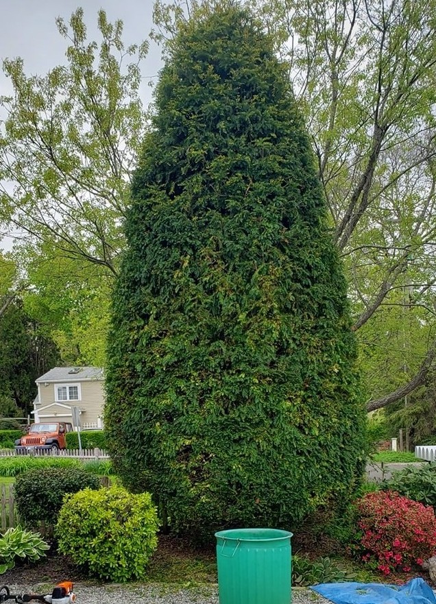 Licensed and Insured Tree Care Service Middletown, CT