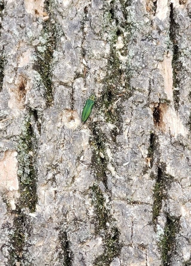 Licensed and Insured Tree Care Service Middletown, CT