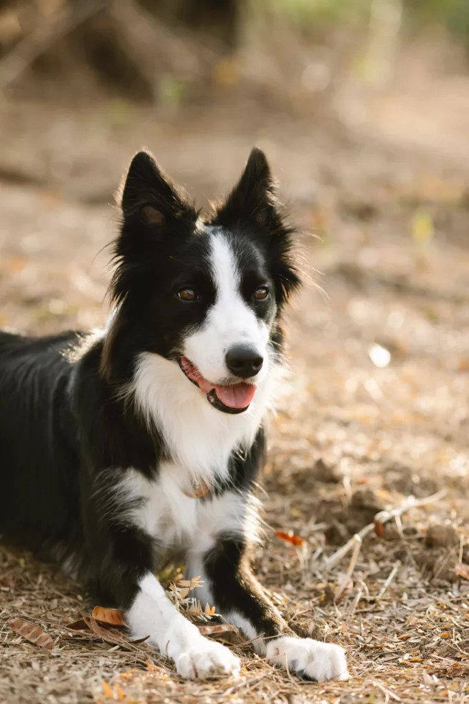The Best 5 Easiest Dogs To Train