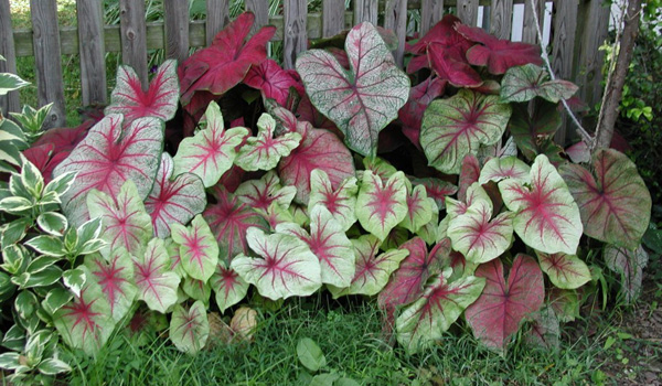 8+ Caladium Seguinum 9 Ch Avis Dernier 8+ Caladium Seguinum 9 Ch Avis Dernier