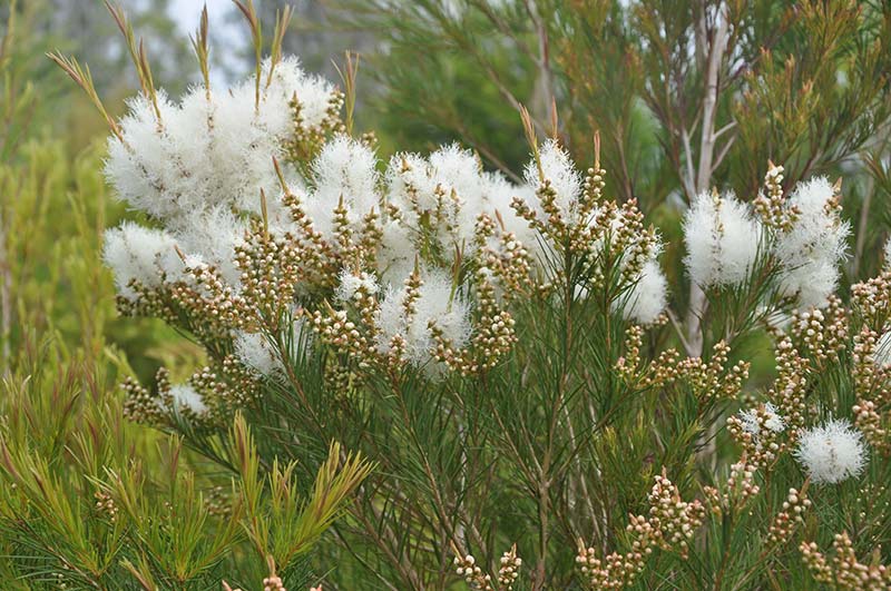 Melaleuca alternifolia NutraWiki
