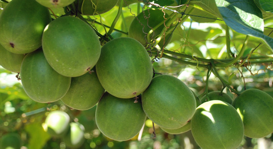 Monk Fruit NutraWiki