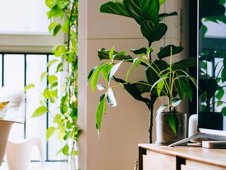 Plantas de AZ Nutreasy Soluções para Jardim e Horta Urbana