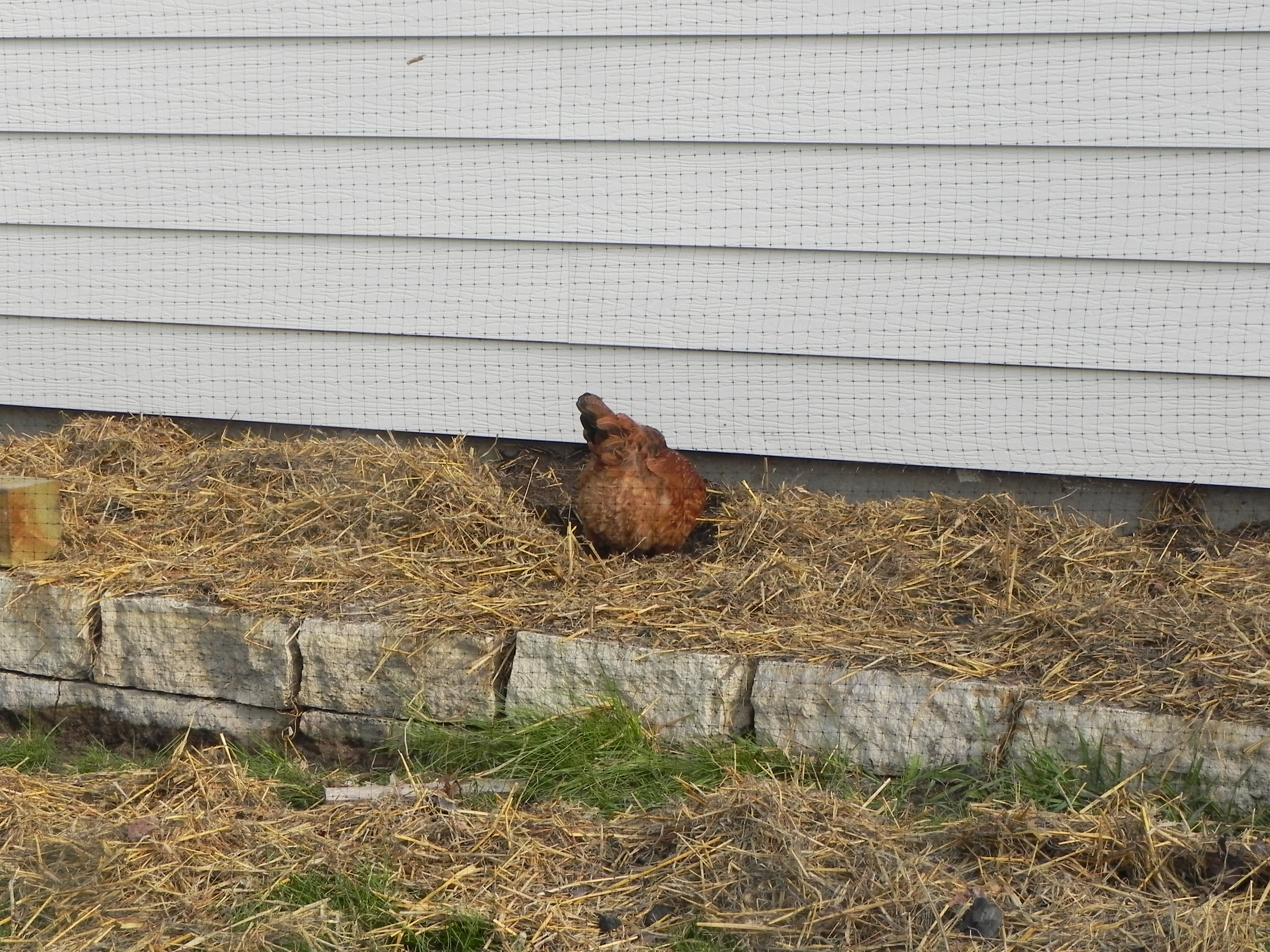 The Importance of Grit for Chickens