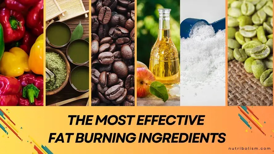Fat Burning Ingredients for Effective Weight Loss [Top 3 Picks]