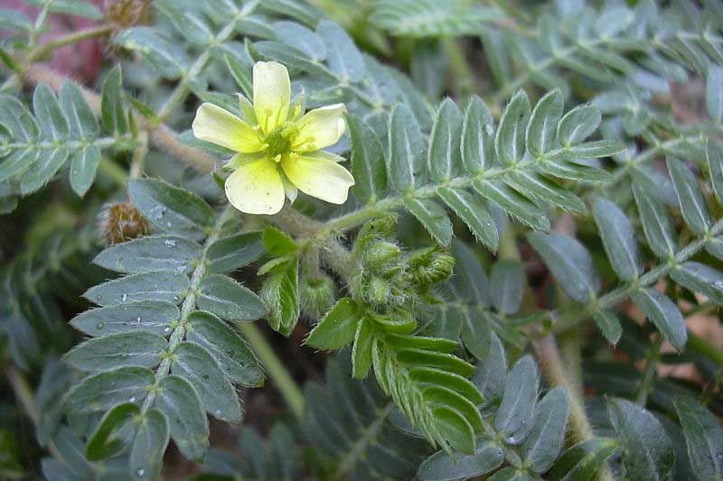¿Qué es el Tribulus Terrestris? Propiedades, Ventajas Y Desventajas