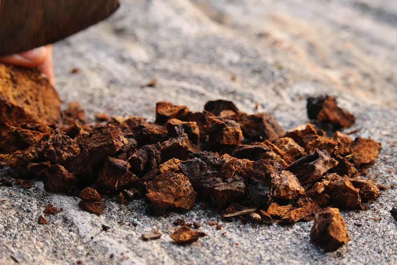 Guide to Chaga Drops Benefits, Uses, and More NUTRIDOM.CA