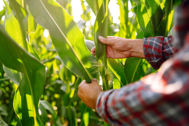 What is the optimum pH for corn production?