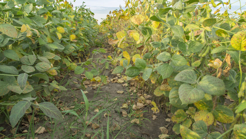 Potassium Deficiency in Soybeans eKonomics The ROI of Fertilizer