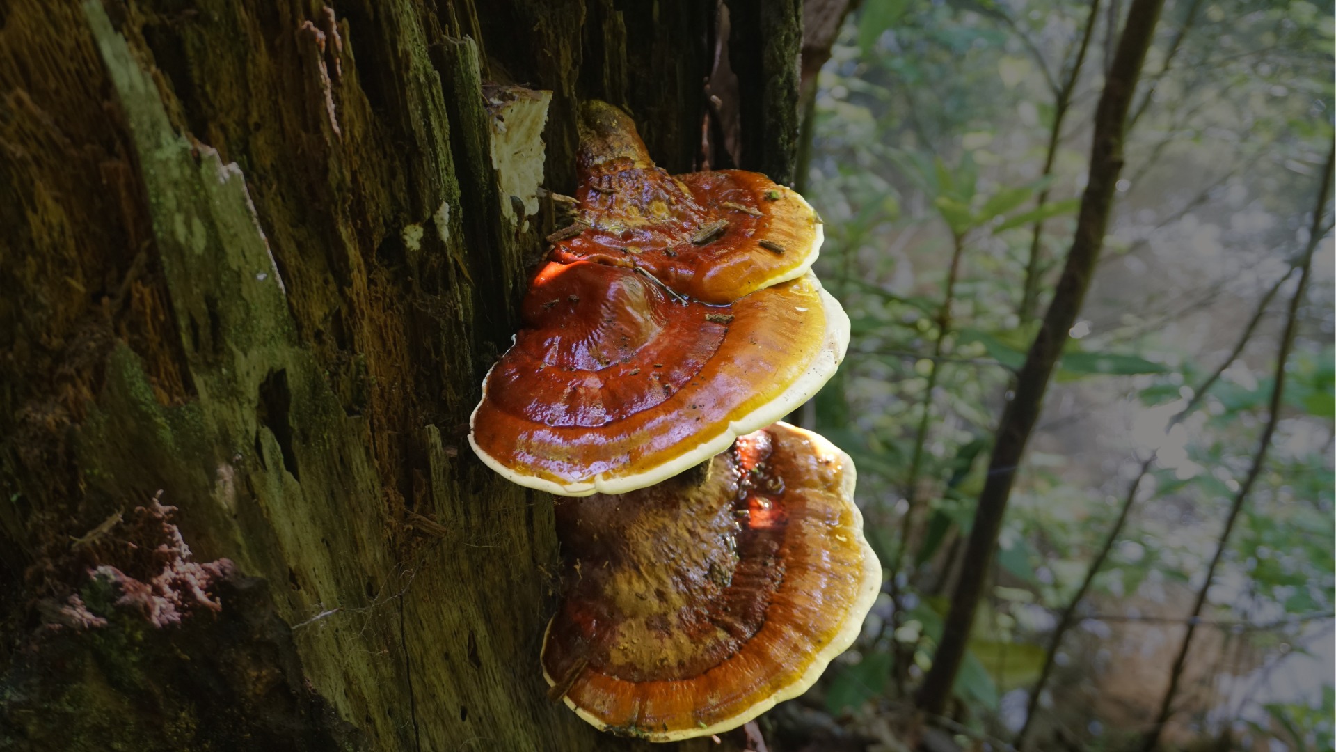 Lingzhi Mushrooms Health Benefits, Uses, And How To Choose (for 2024