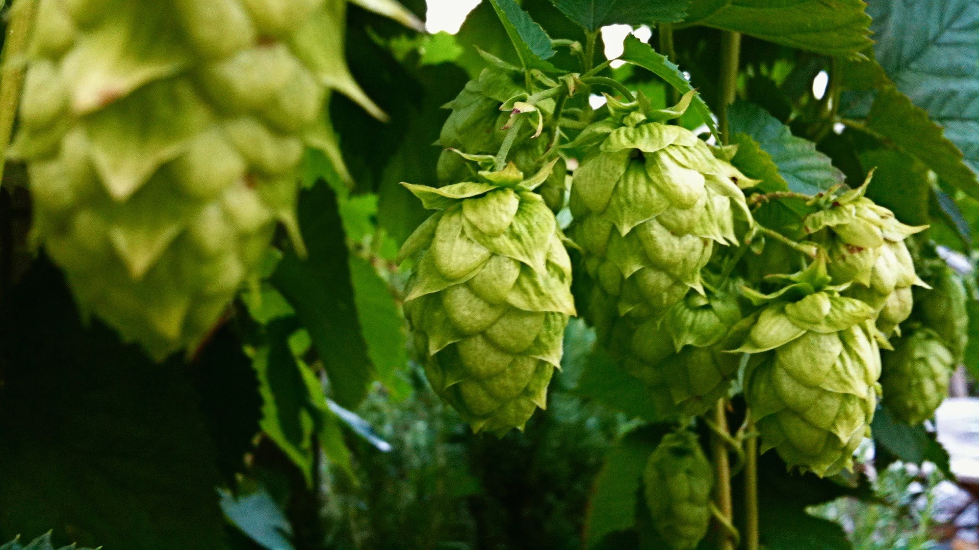 What Are the Effects of the Hops Phytoestrogen in Beer?