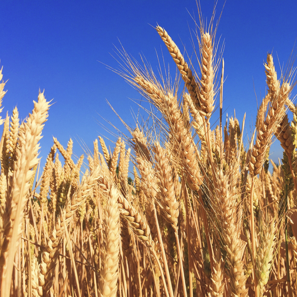 grains | Health Topics | NutritionFacts.org