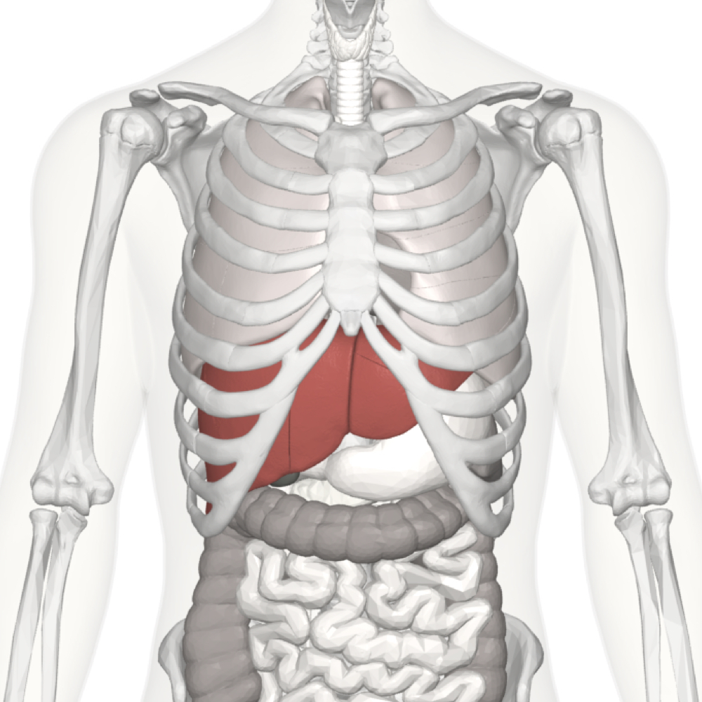Liver Pain Location Causes And Treatment