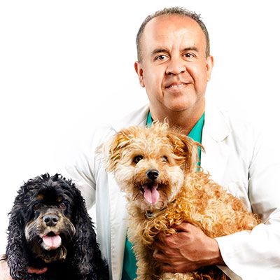 Team dog nutritionist veterinarian