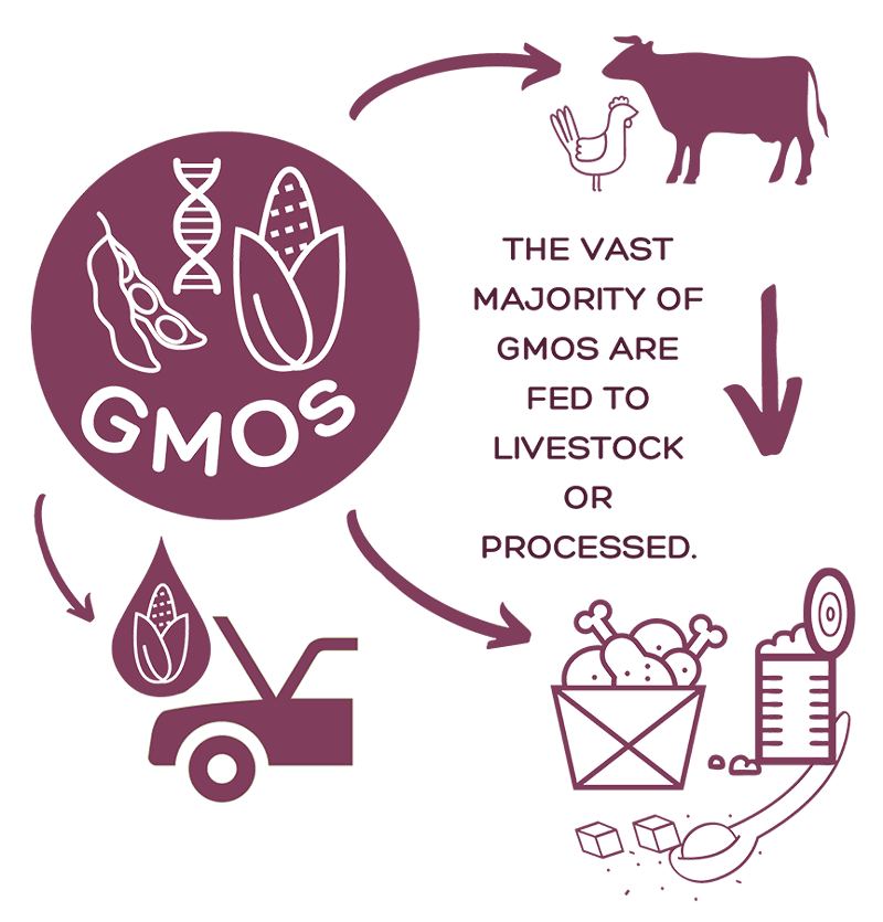 Asking the Right Questions About GMOs Do We Need GMOs To Feed the