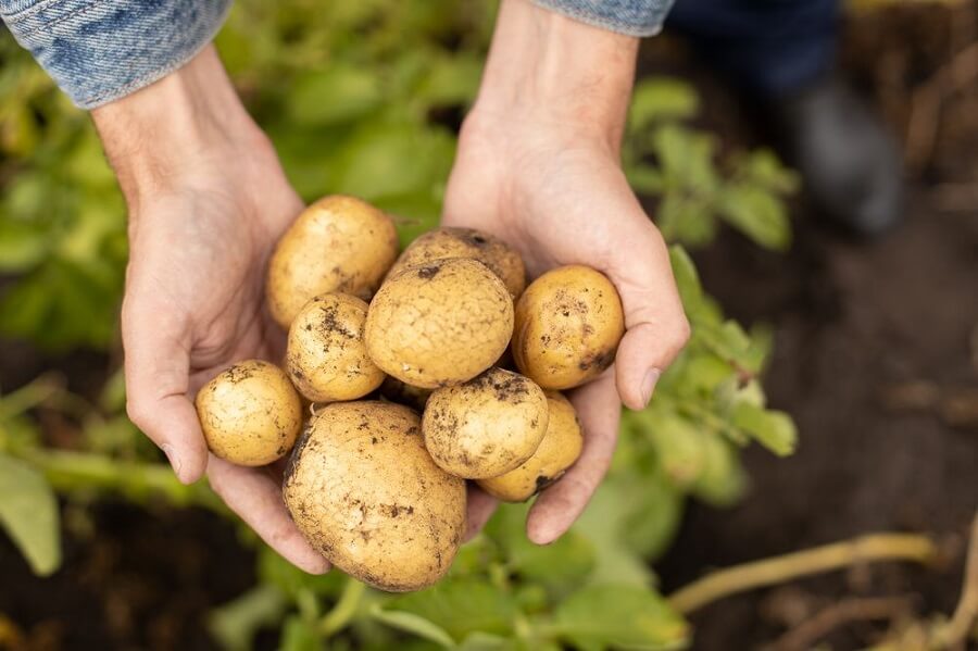Potatoes Benefits and Harms Are They Good or Bad? NutritionUstad