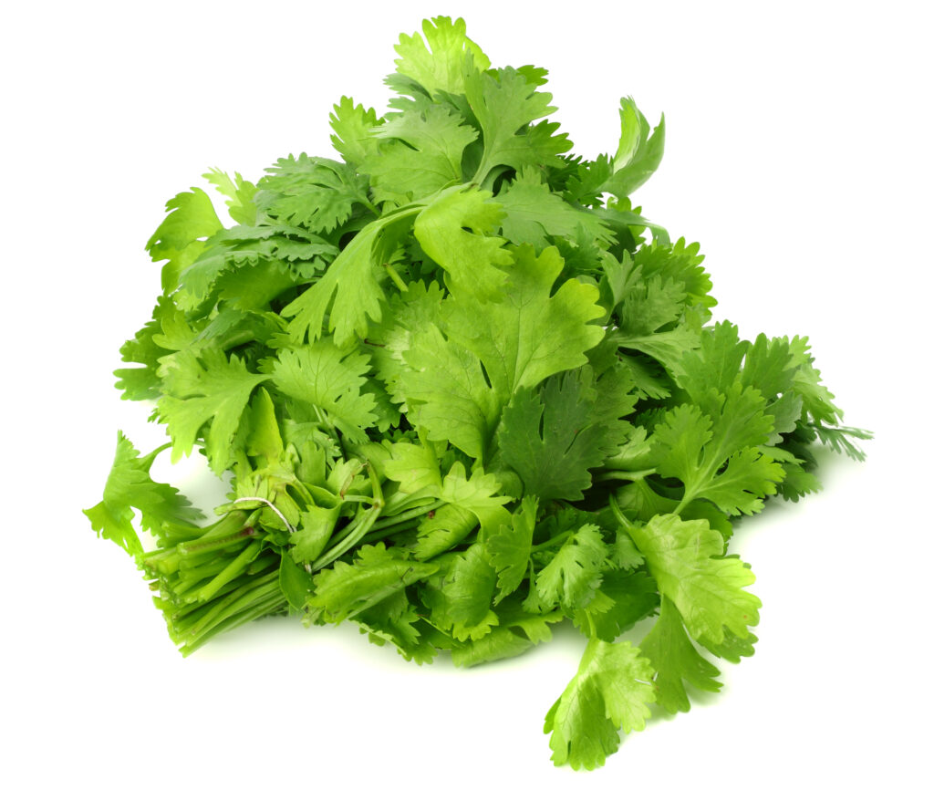 Cilantro Nutrients