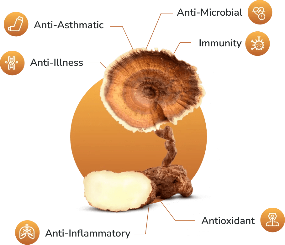 Discover Tiger Milk Mushroom Benefits & Origin Nutrizus