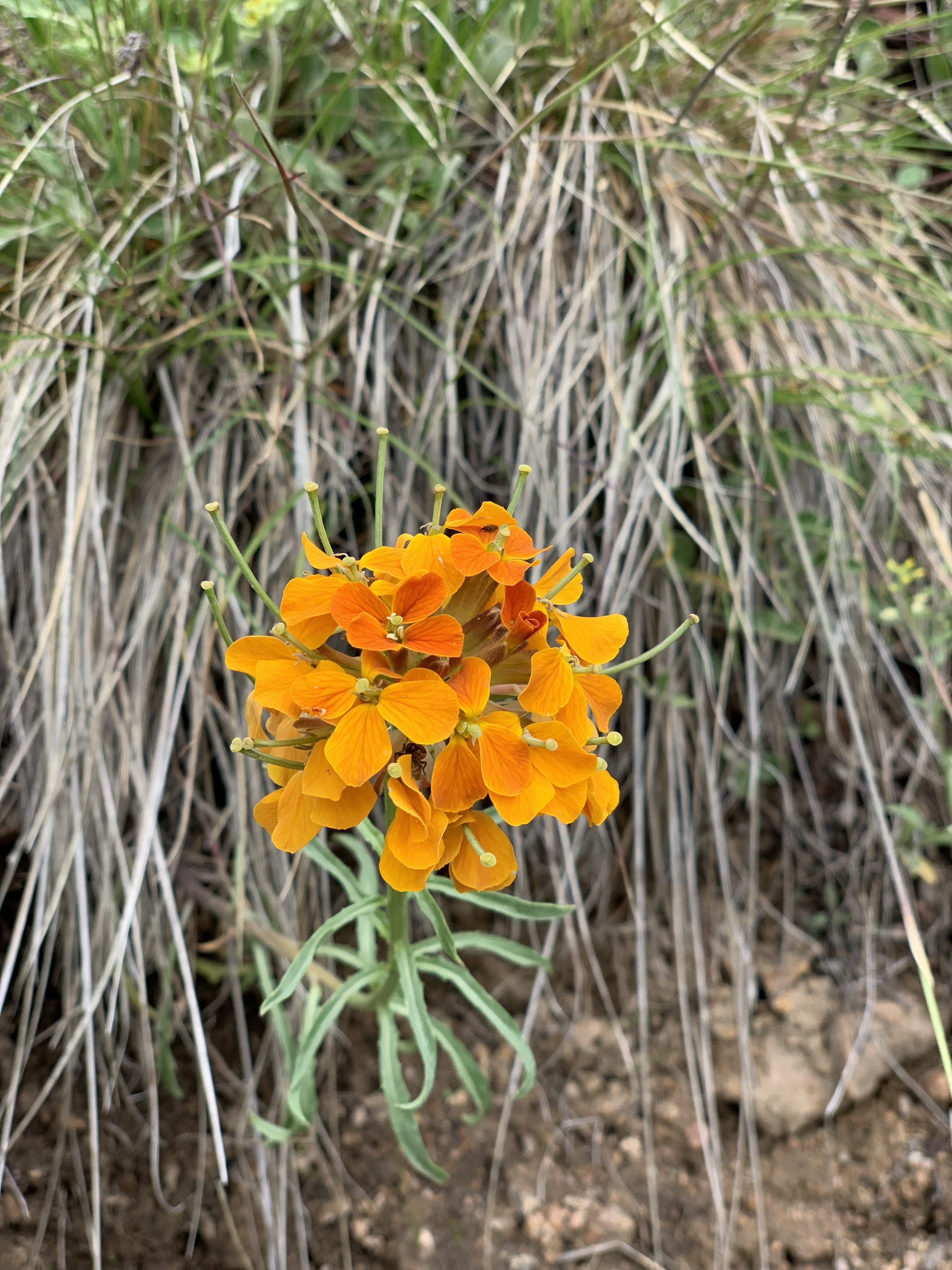 Orange Wildflower In a Nutshell... or Two
