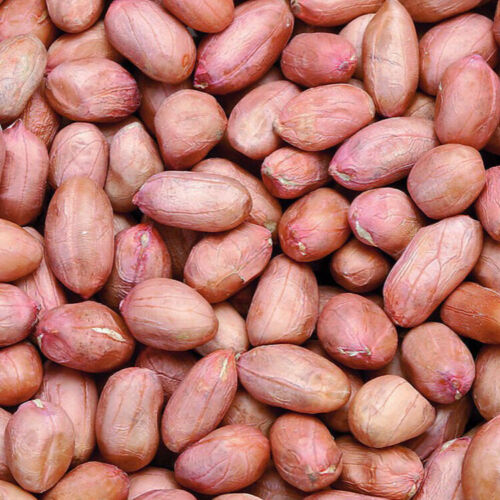 Gourmet Raw Peanuts with Red Skin by NUTS N MORE 5 lbs Nuts 'N More