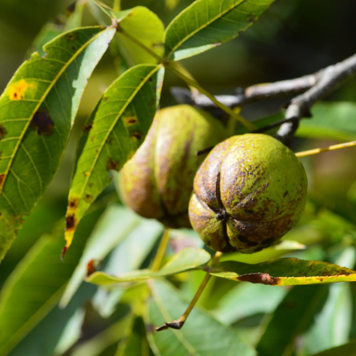 Shellbark Hickory Seeds Nut Wizard