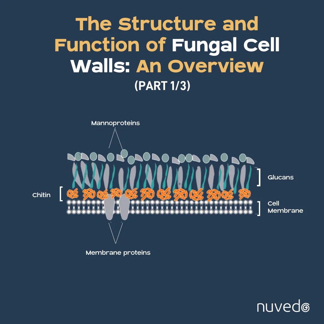 Chitin Fungal Cell Wall