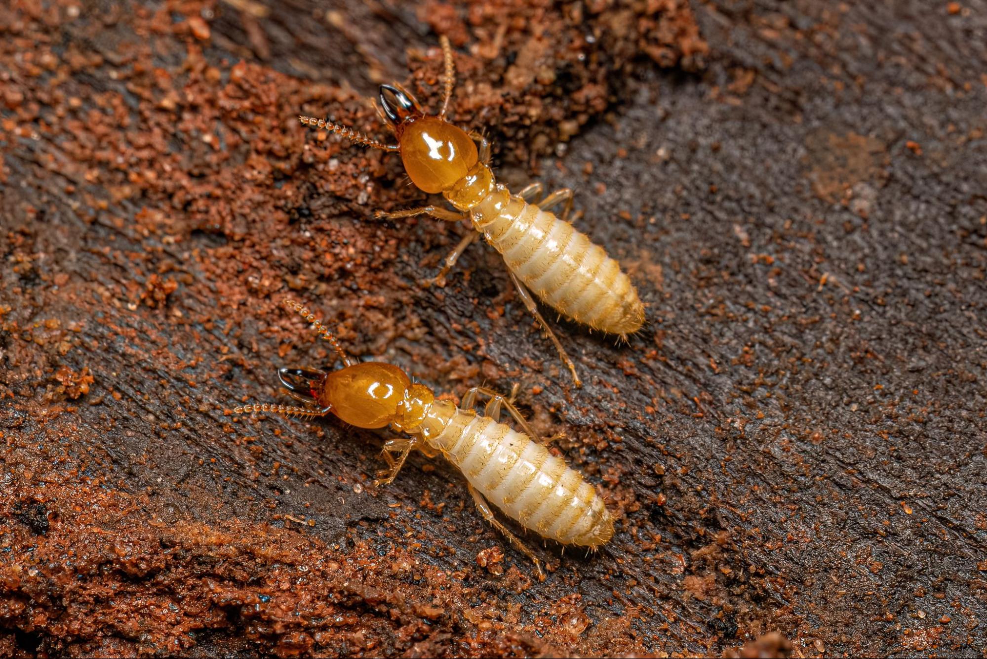 Termite Identification in Tampa Nvirotect Pest Control Services