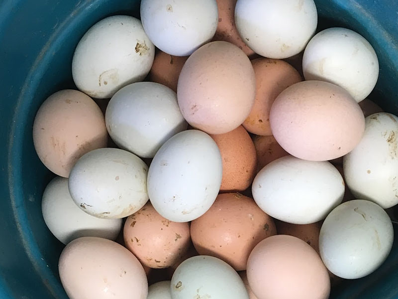Provisions Lovettsville Farm Store