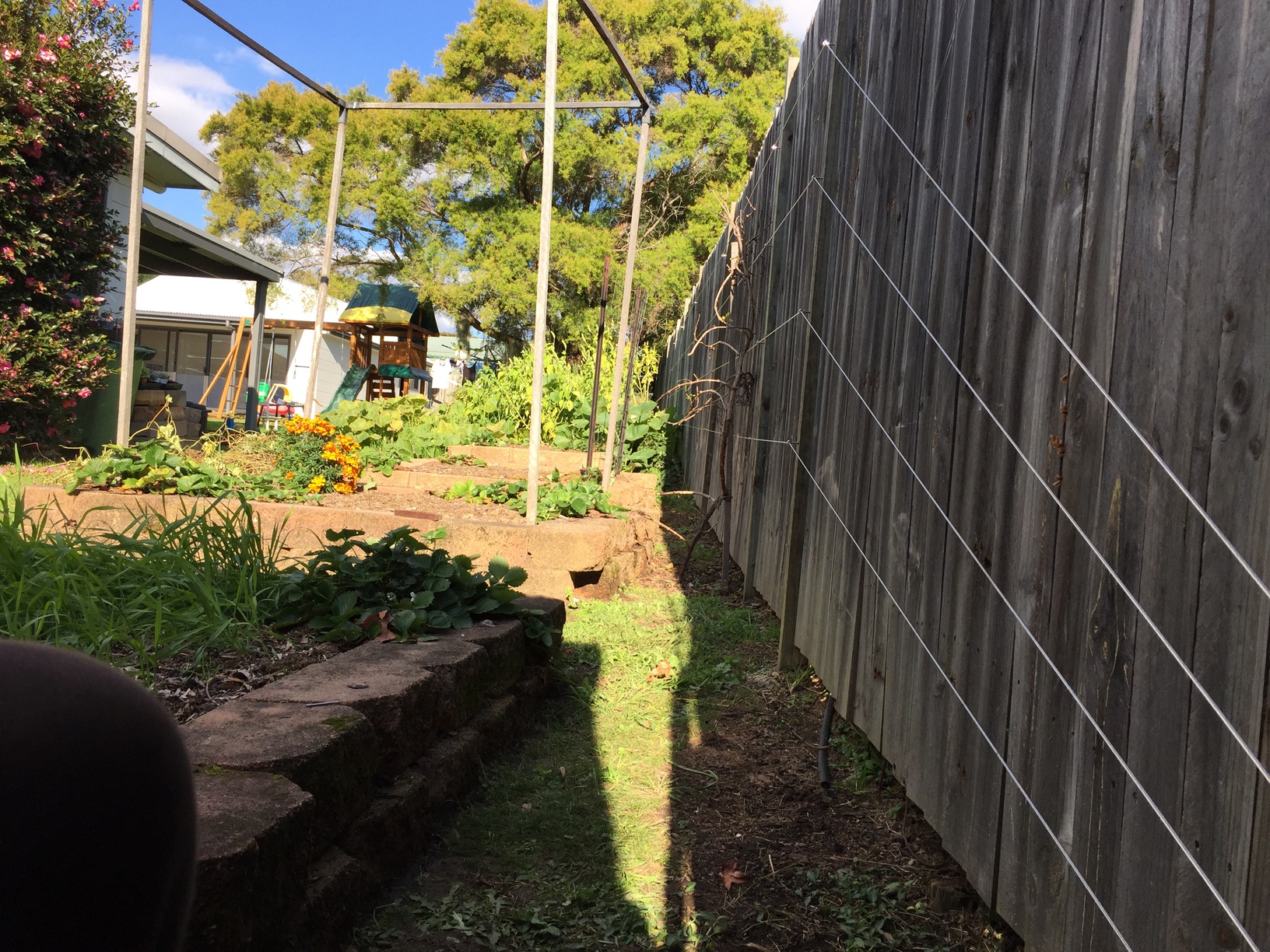 Steel cable trellis Nick’s Blog