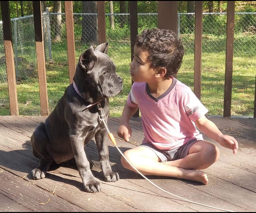 Cane Corso Dogs Puppies For Sale Cane Corso Breeders Near Me