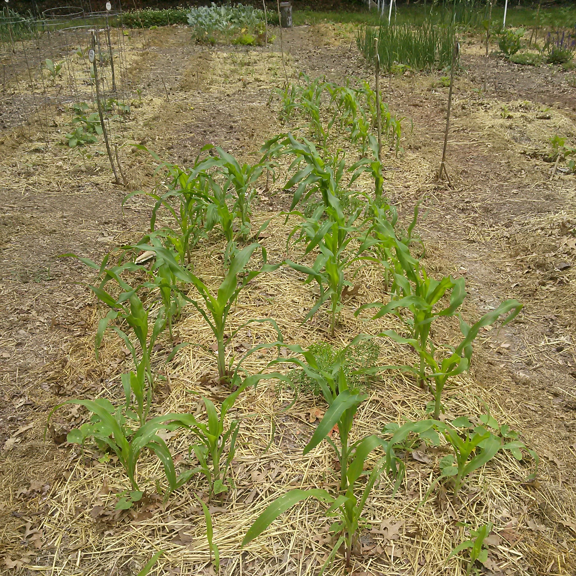 Gardening Weed control without chemicals