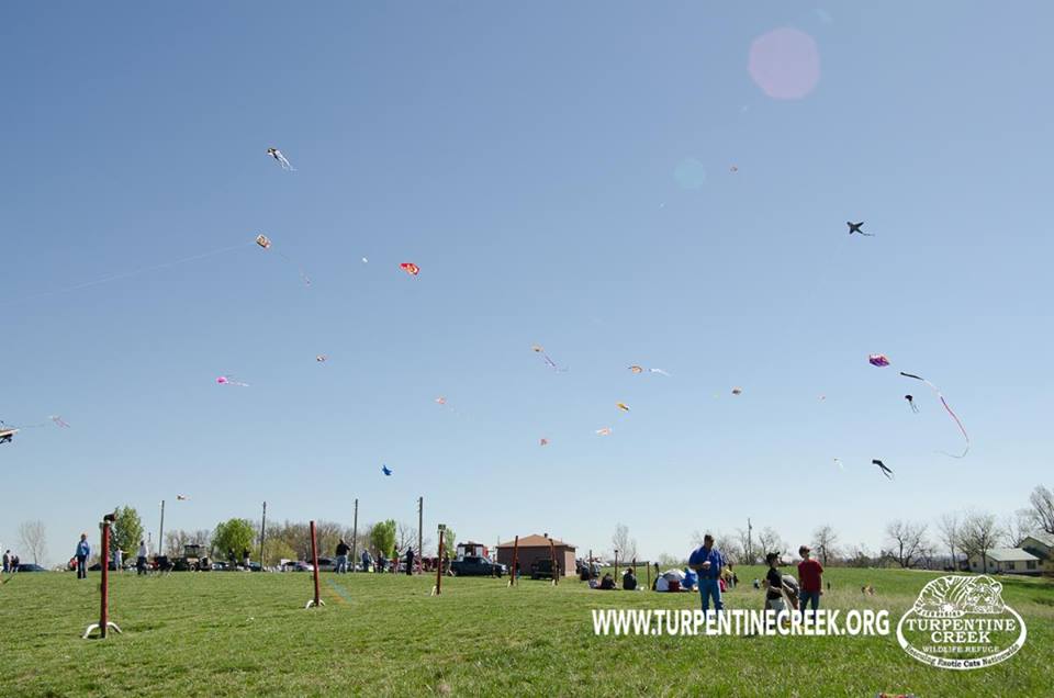 Kite Fest
