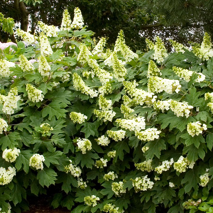 Oakleaf Hydrangea NWA Plants Inc