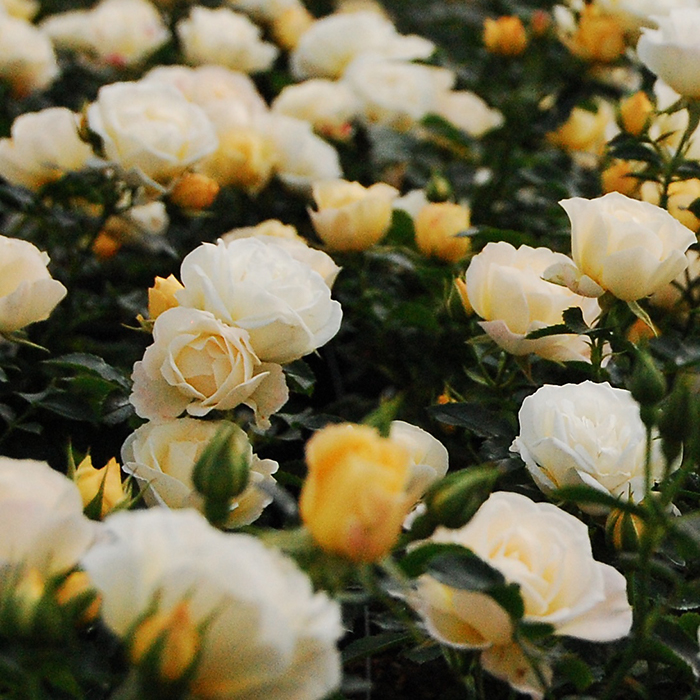 Popcorn Drift® Rose NWA Plants Inc