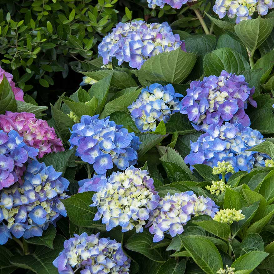 Seaside Serenade® Cape Cod Hydrangea NWA Plants Inc