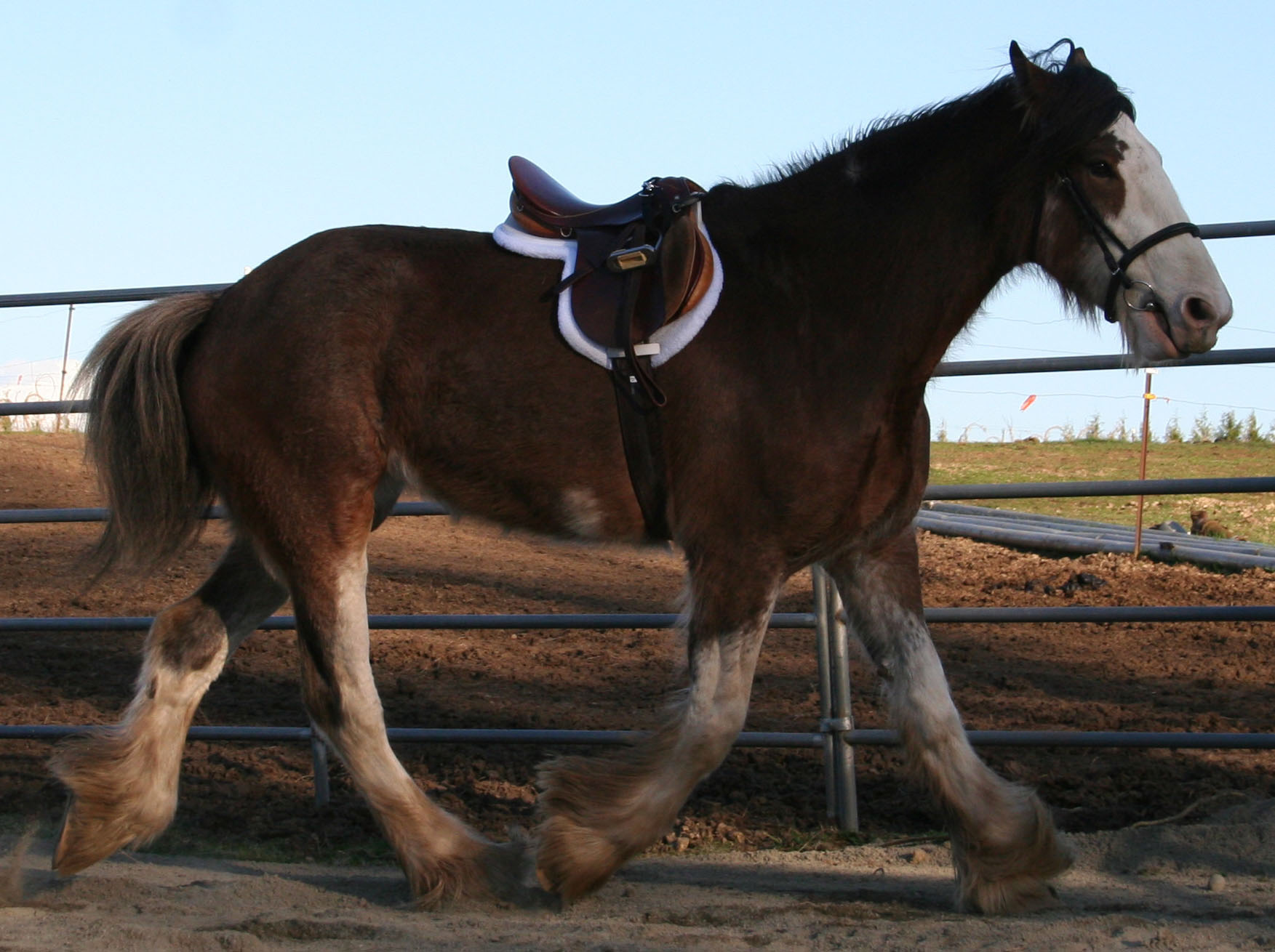 Northwest ClydesdalesHenken Quality Draft HorsesHorses For Sale